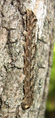 Lithophane bethunei