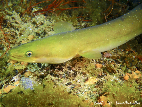 European Eel
