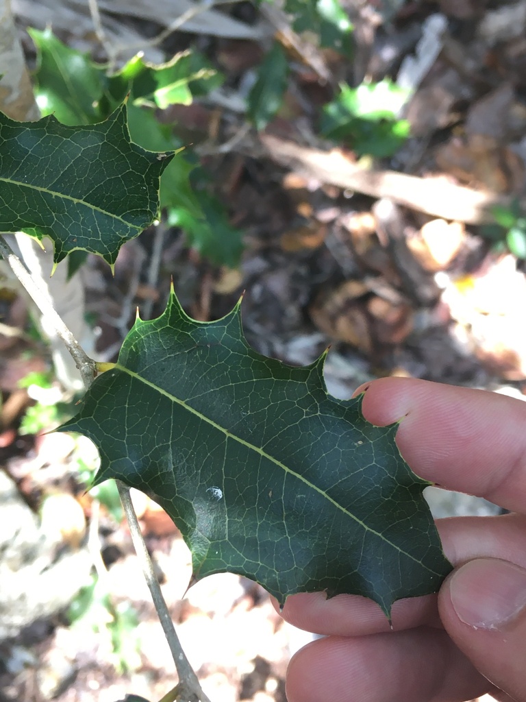 Drypetes mucronata