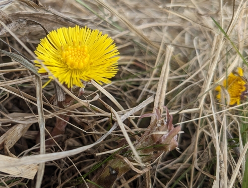 Tussilago farfara iNat (3)