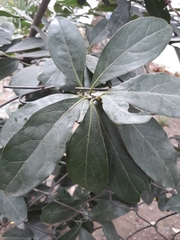 Laurus