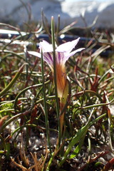 Romulea atrandra esterhuyseniae
