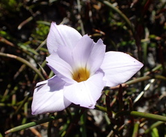Romulea atrandra esterhuyseniae