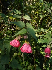 Abutilon × hybridum