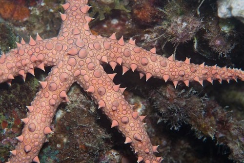 Gomophia egyptiaca