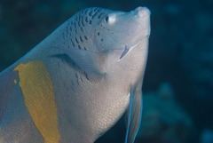 Pomacanthus maculosus