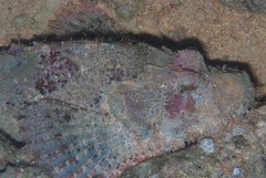 Scorpaenopsis oxycephalus