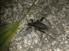 Meloimorpha japonica