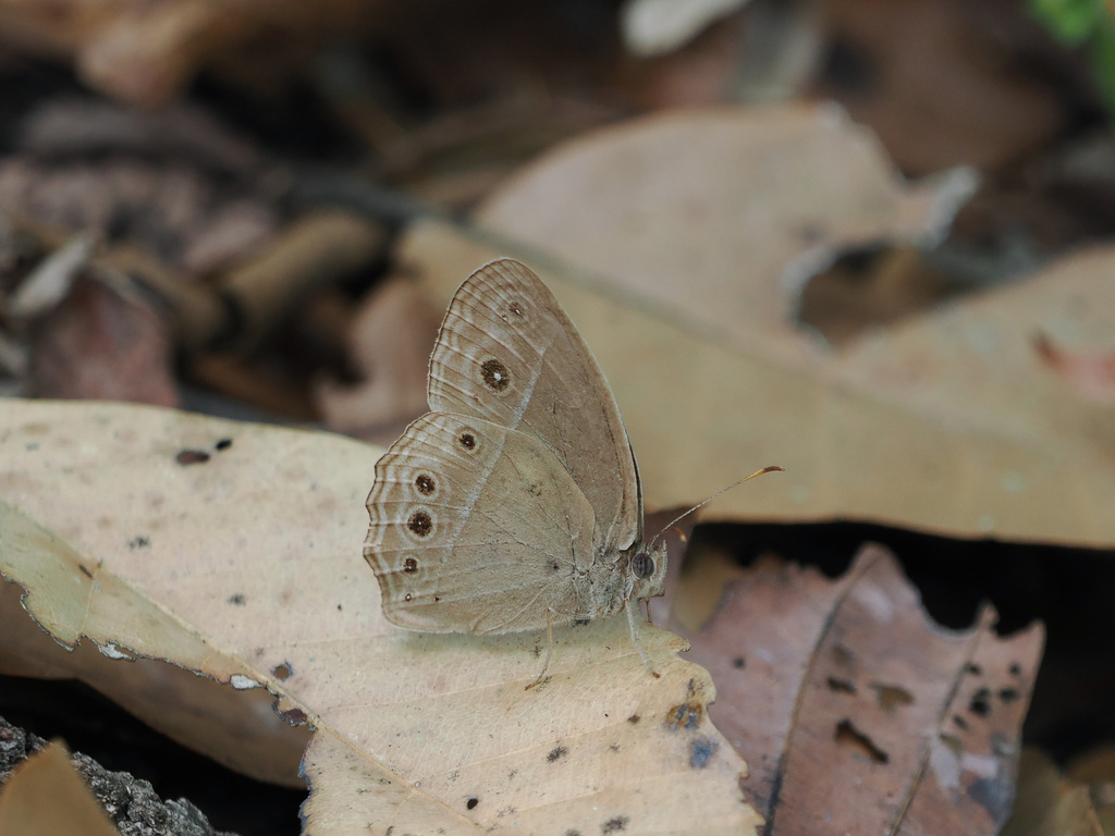 Burmese Bushbrown