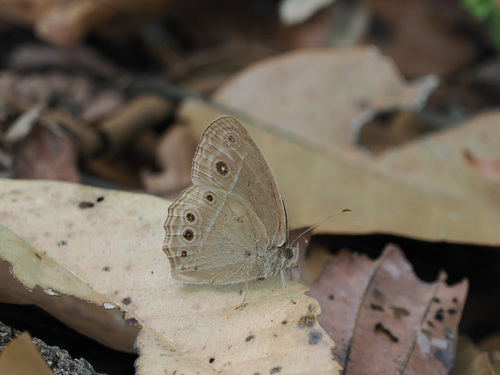 Burmese Bushbrown