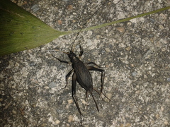 Meloimorpha japonica