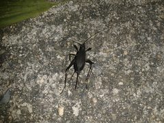 Meloimorpha japonica