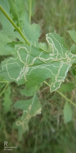Serpentine leafminer