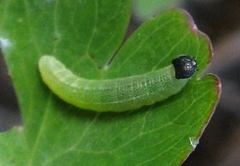 Erynnis lucilius
