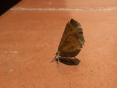 Lepidoptera
