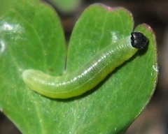 Erynnis lucilius