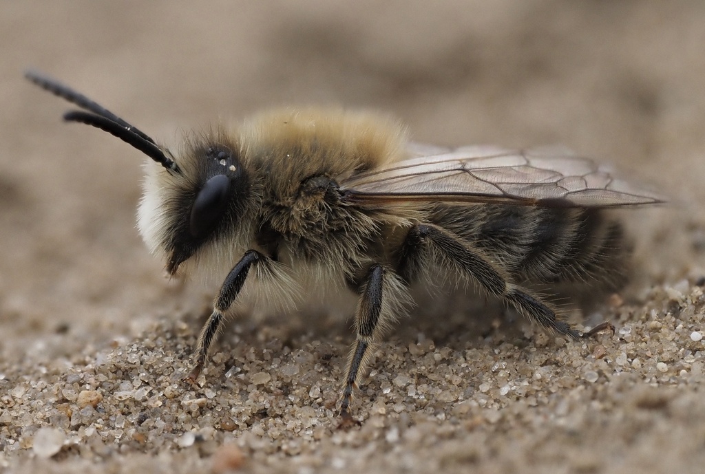 Early Cellophane Bee