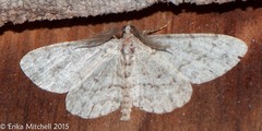 Scopula limboundata