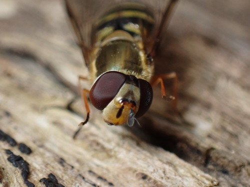 Hairy-eyed Flower Fly photo 6