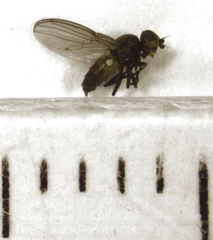 Dicraeus tibialis