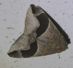 Bastilla solomonensis