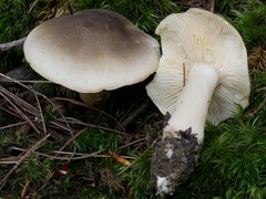 Tricholoma saponaceum image