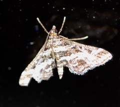 Diasemiopsis ramburialis