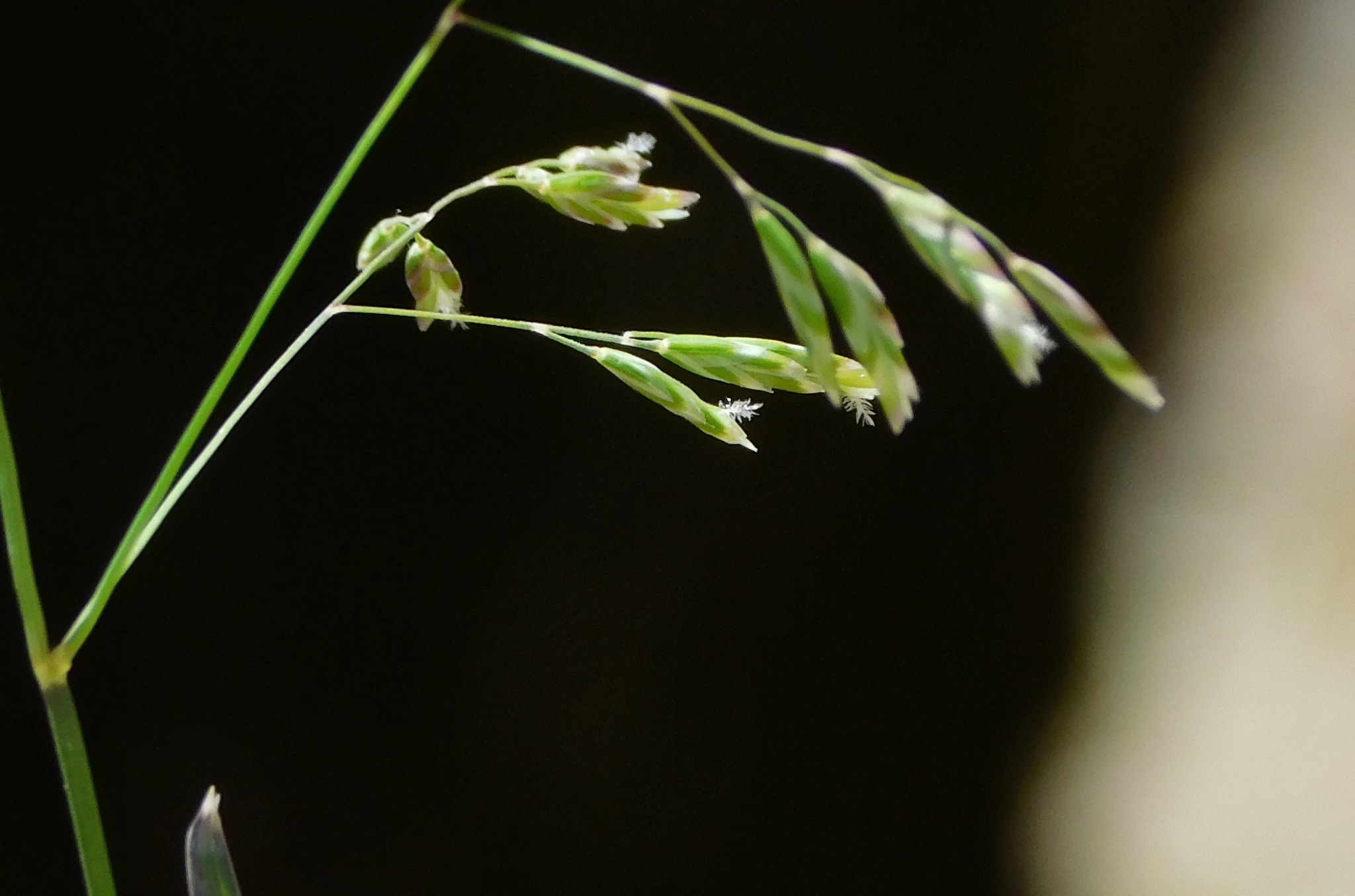 Early Bluegrass (Poa cuspidata) · iNaturalist