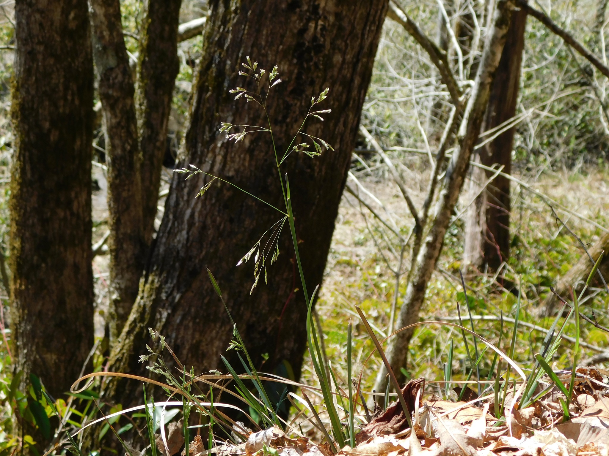 Poa cuspidata