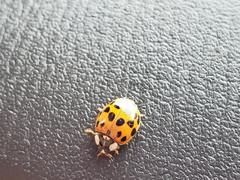 Harmonia axyridis