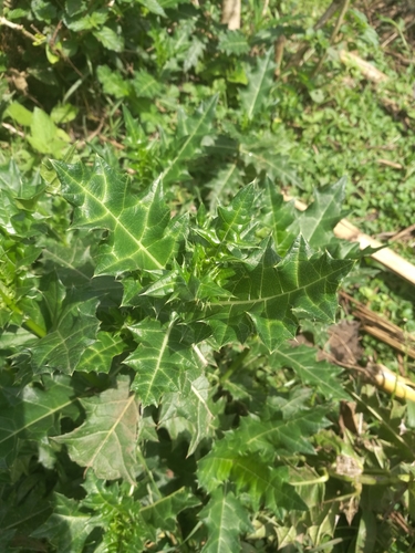 Acanthus sennii, photograph 2