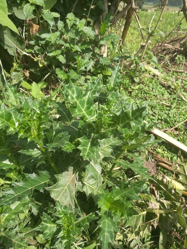 Acanthus sennii, photograph 3