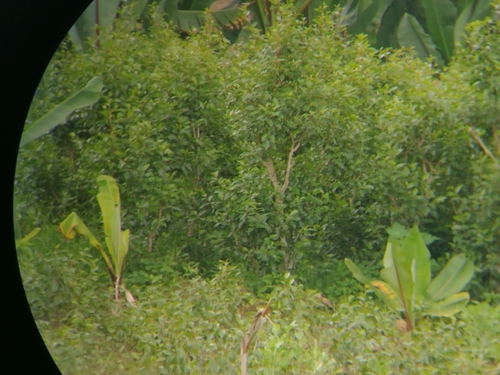 Image of Catha edulis by (c) Mattia Menchetti, some rights reserved (CC BY)