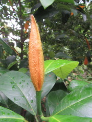 Artocarpus rigidus