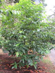 Artocarpus rigidus