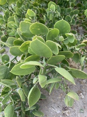 Capparis spinosa subsp. cartilaginea image