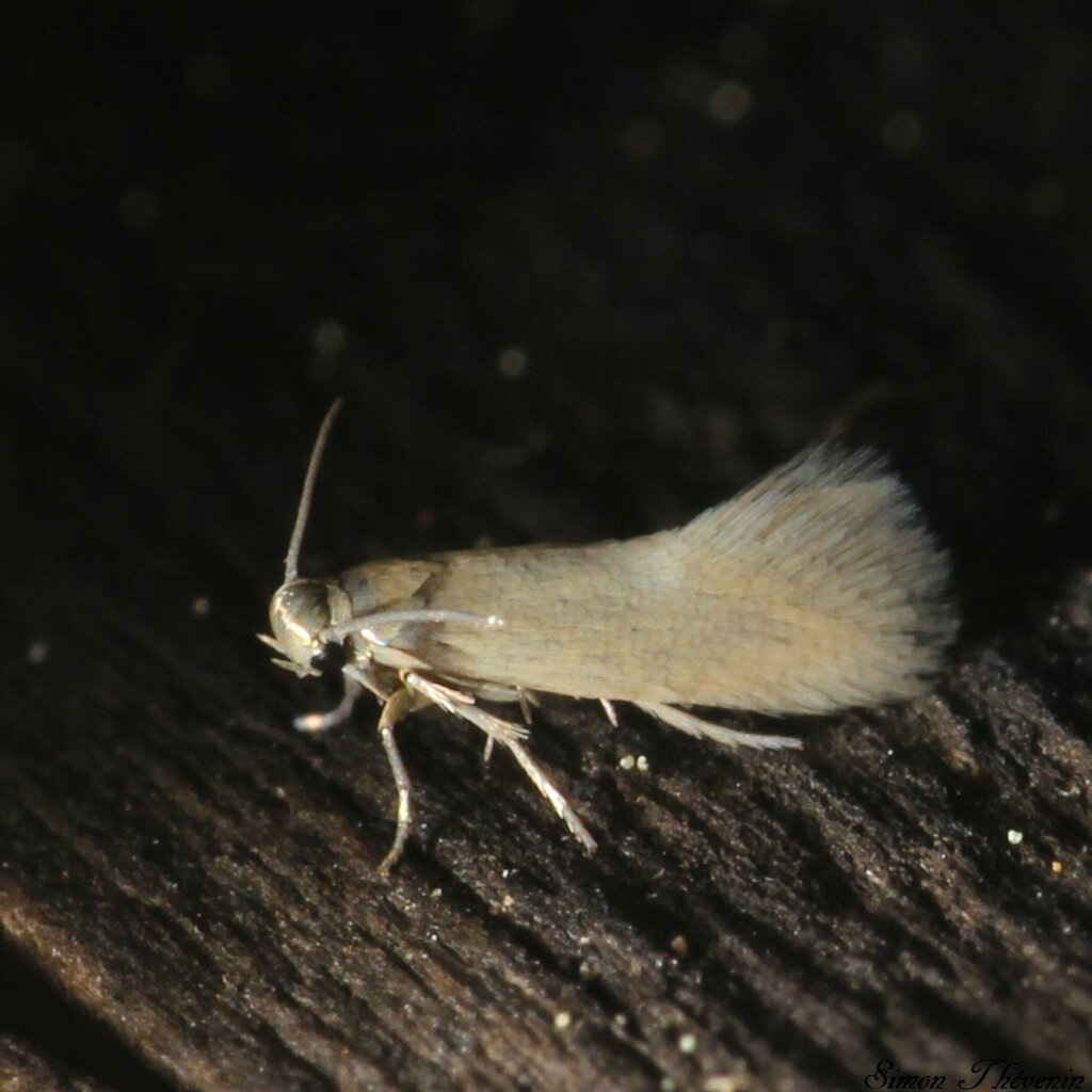 Heliozela lithargyrellum