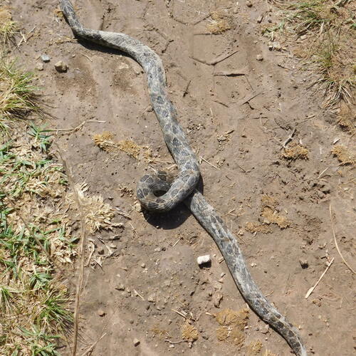Ocellated Pampas Snake