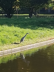 Ardea cinerea
