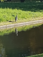 Ardea cinerea