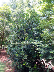 Syzygium sayeri