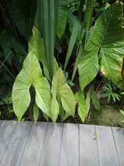 Cyrtosperma johnstonii