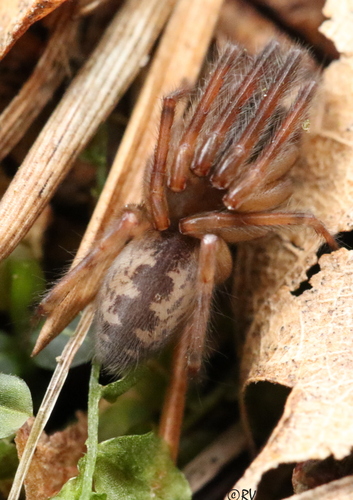 Snake-back Spider, Eičiai, 73145 Tauragės r. sav., Lietuva, photo 9 of 10