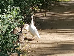 Pavo cristatus