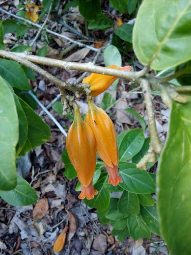 Juanulloa mexicana