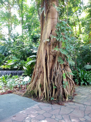 Ficus kerkhovenii