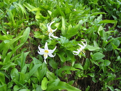 Erythronium montanum