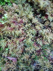 Selaginella erythropus