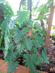 Philodendron lacerum