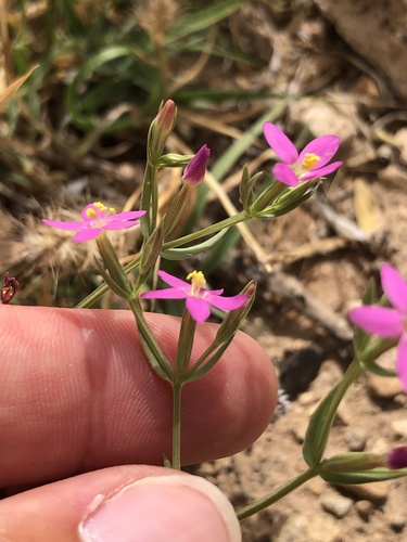 Centaurium tenuiflorum image